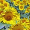 girasoli.jpg